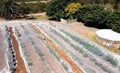 Vineyard with bird nets, McLaren Vale Royalty Free Stock Photo