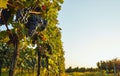 Vineyard with blue grapes hanging in the vineyard Royalty Free Stock Photo