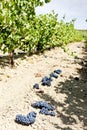 vineyard with blue grapes, La Rioja, Spain Royalty Free Stock Photo