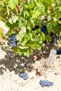 vineyard with blue grapes, La Rioja, Spain Royalty Free Stock Photo