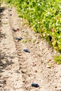 vineyard with blue grapes, La Rioja, Spain Royalty Free Stock Photo