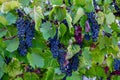 Vineyard blue purple fruits in autumn. Grapes on a green branch in the evening in the garden. Beautiful background Royalty Free Stock Photo