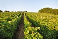 Vineyard with blue sky