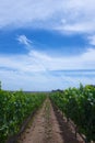 Vineyard and Blue Sky Royalty Free Stock Photo