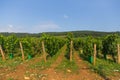 Vineyard with blue sky near Dijon