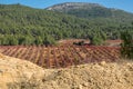 Vineyard with bobal grape near mountains