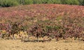 Vineyard with bobal grape