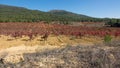 Vineyard with bobal grape