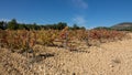 Vineyard with bobal grape