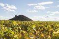 Vineyard with bombo traditional building in La Mancha plain