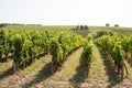 Vineyard in Bordeaux Saint Emilion France in sunny day