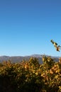 Vineyard on Boschendal Royalty Free Stock Photo