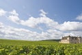 Vineyard in Bourgogne, Burgundy Royalty Free Stock Photo