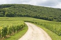 Vineyard in Bourgogne, Burgundy Royalty Free Stock Photo