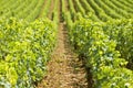 Vineyard in Bourgogne, Burgundy Royalty Free Stock Photo