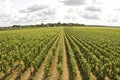 Vineyard in Bourgogne, Burgundy Royalty Free Stock Photo