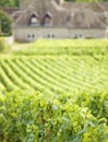 Vineyard, Bourgogne Burgundy. Royalty Free Stock Photo