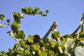 Vineyard branch and Cactus plant with fruits close up in the sky Royalty Free Stock Photo