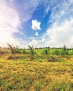 Vineyard on bright summer day under blue sky with white clouds in Vienna Royalty Free Stock Photo