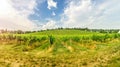 Vineyard on bright summer day under blue sky with white clouds in Vienna Royalty Free Stock Photo