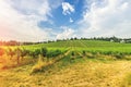 Vineyard on bright summer day under blue sky with white clouds in Vienna Austria Royalty Free Stock Photo