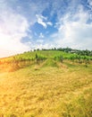 Vineyard on bright summer day under blue sky with white clouds in Vienna Royalty Free Stock Photo