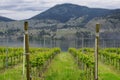 Vineyard British Columbia Okanagan Royalty Free Stock Photo