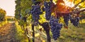 Vineyard with a bunch of blue grapes with sunshine Royalty Free Stock Photo