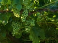 Vineyard with bunches of white grapes