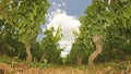 Vineyard in Burgundy, Bourgogne. France Royalty Free Stock Photo