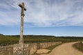 Vineyard in burgundy, france