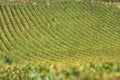 Vineyard in burgundy, france