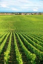 Vineyard in Burgundy region of France