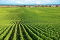 Vineyard in Burgundy region of France