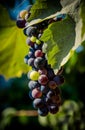 Summer harvest of cabernet grapes in Napa Valley, California, USA Royalty Free Stock Photo