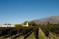 Vineyard - Cafayate - Argentina