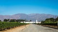 Vineyard in Cafayate, Argentina