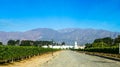 Vineyard in Cafayate, Argentina