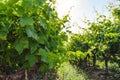 Vineyard in California. A beautiful view of a vineyard close up, California Royalty Free Stock Photo
