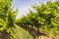 Vineyard in California. A beautiful view of a vineyard close up, California Royalty Free Stock Photo