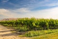 Vineyard in California. A beautiful view of a vineyard, mountains and cloudy sky on background, California Royalty Free Stock Photo