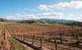 Vineyard in California wine growing region in the USA Royalty Free Stock Photo