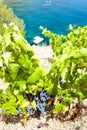 vineyard on Cap de Peyrefite near Cerbere, Languedoc-Roussillon Royalty Free Stock Photo