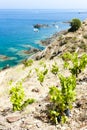 vineyard on Cap de Peyrefite near Cerbere, Languedoc-Roussillon Royalty Free Stock Photo