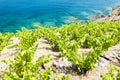 vineyard on Cap de Peyrefite near Cerbere, Languedoc-Roussillon Royalty Free Stock Photo