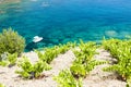 vineyard on Cap de Peyrefite near Cerbere, Languedoc-Roussillon Royalty Free Stock Photo