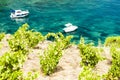 vineyard on Cap de Peyrefite near Cerbere, Languedoc-Roussillon Royalty Free Stock Photo
