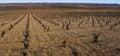 Vineyard in CariÃÂ±ena, Zaragoza Royalty Free Stock Photo