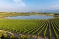 Vineyard and CarralogroÃÂ±o lake with Laguardia town as background, Rioja Alavesa, Spain Royalty Free Stock Photo
