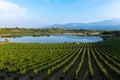 Vineyard and CarralogroÃÂ±o lake with Laguardia town as background, Rioja Alavesa, Spain Royalty Free Stock Photo